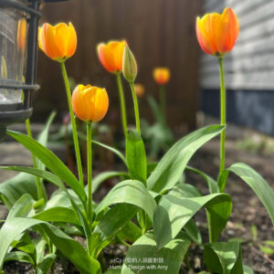 20240314 Tulips -336